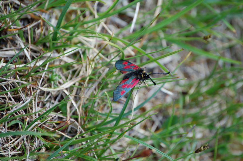 alla ricerca dell''Erebia flavofasciata